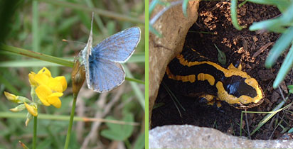 Schmetterling und Salamander